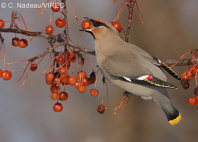 Bohemian Waxwing n09-2-017.jpg